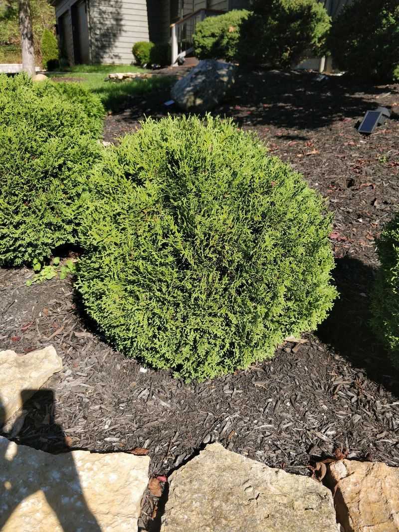 Globe Arborvitae Keeps Its Shape All Year Globe Arborvitae Keeps Its Shape All Year