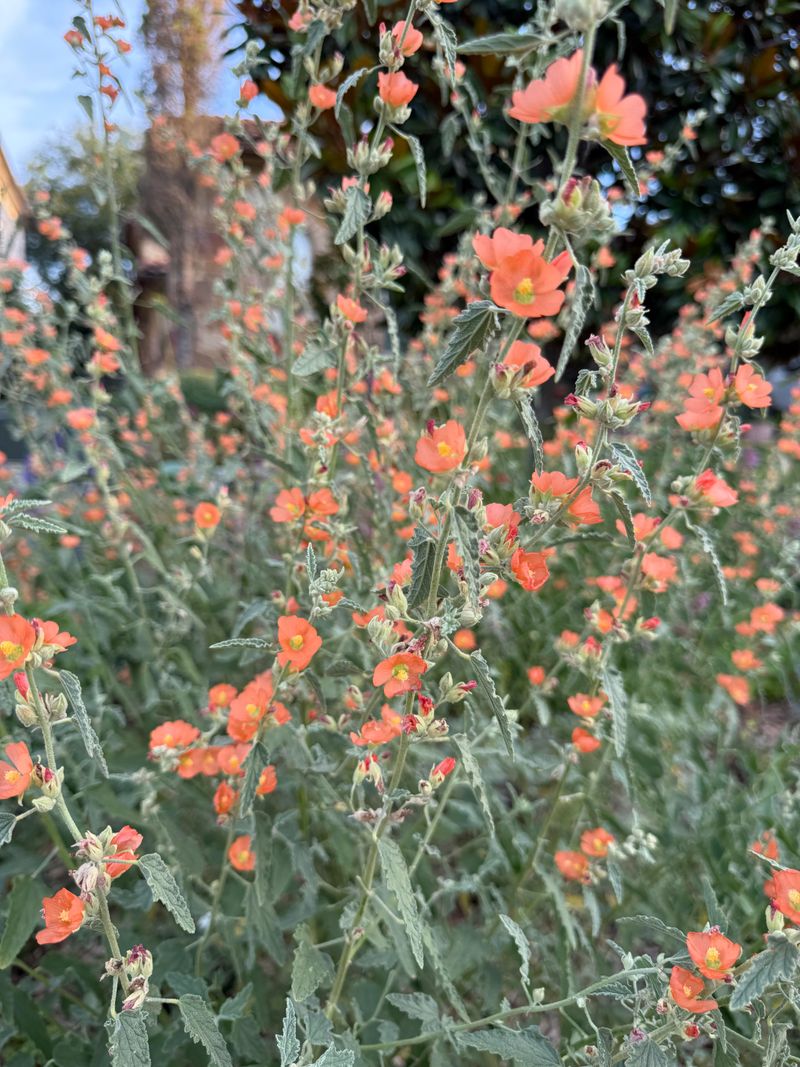Globe Mallow Carries Desert Orange