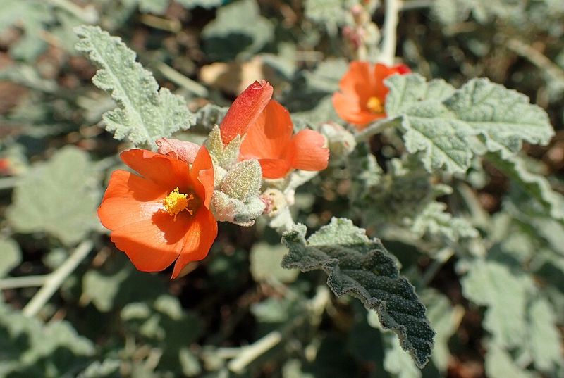 Globe Mallow Shows Off Warm Orange Flowers Globe Mallow Shows Off Warm Orange Flowers
