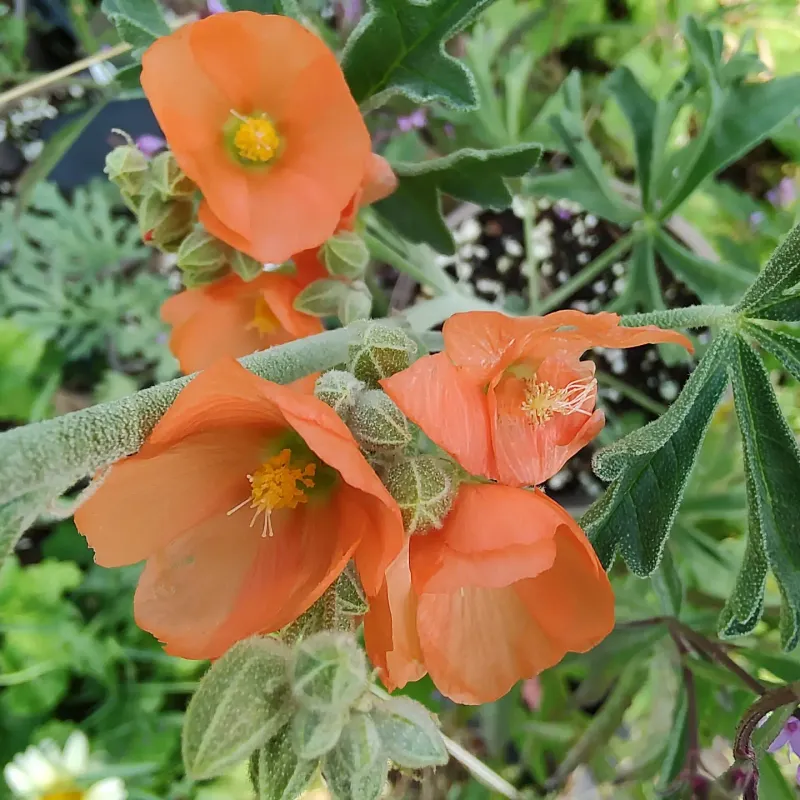 Globe Mallow Thrives In Hot Dry Landscapes
