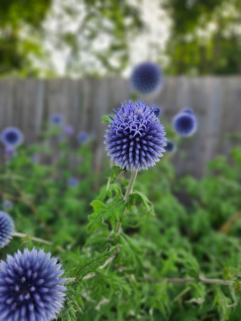 Globe Thistle Keeps Its Strong Upright Stems