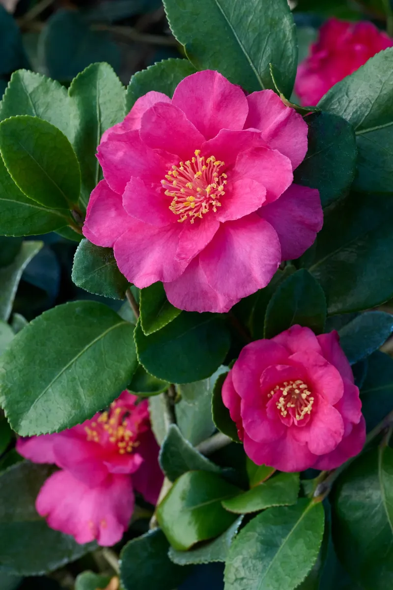 Glossy Evergreen Leaves Provide Color Beyond The Blooming Season Glossy Evergreen Leaves Provide Color Beyond The Blooming Season