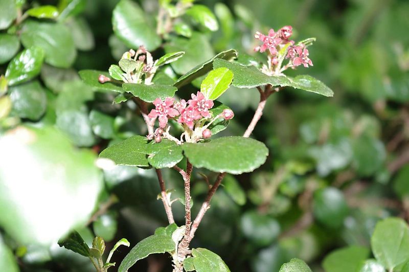 Glossy Leaves Keeping Bare Ground Hidden Year-Round Glossy Leaves Keeping Bare Ground Hidden Year-Round