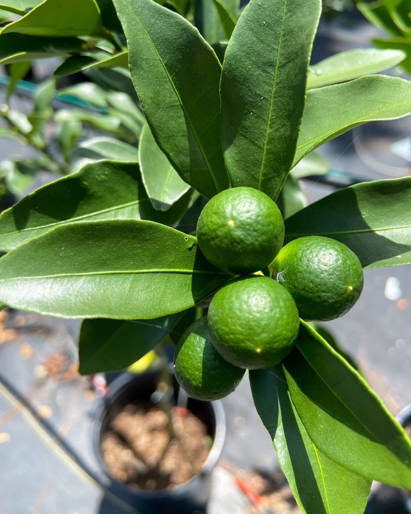 Glossy Leaves Keeping Patios Green Year-Round Glossy Leaves Keeping Patios Green Year-Round