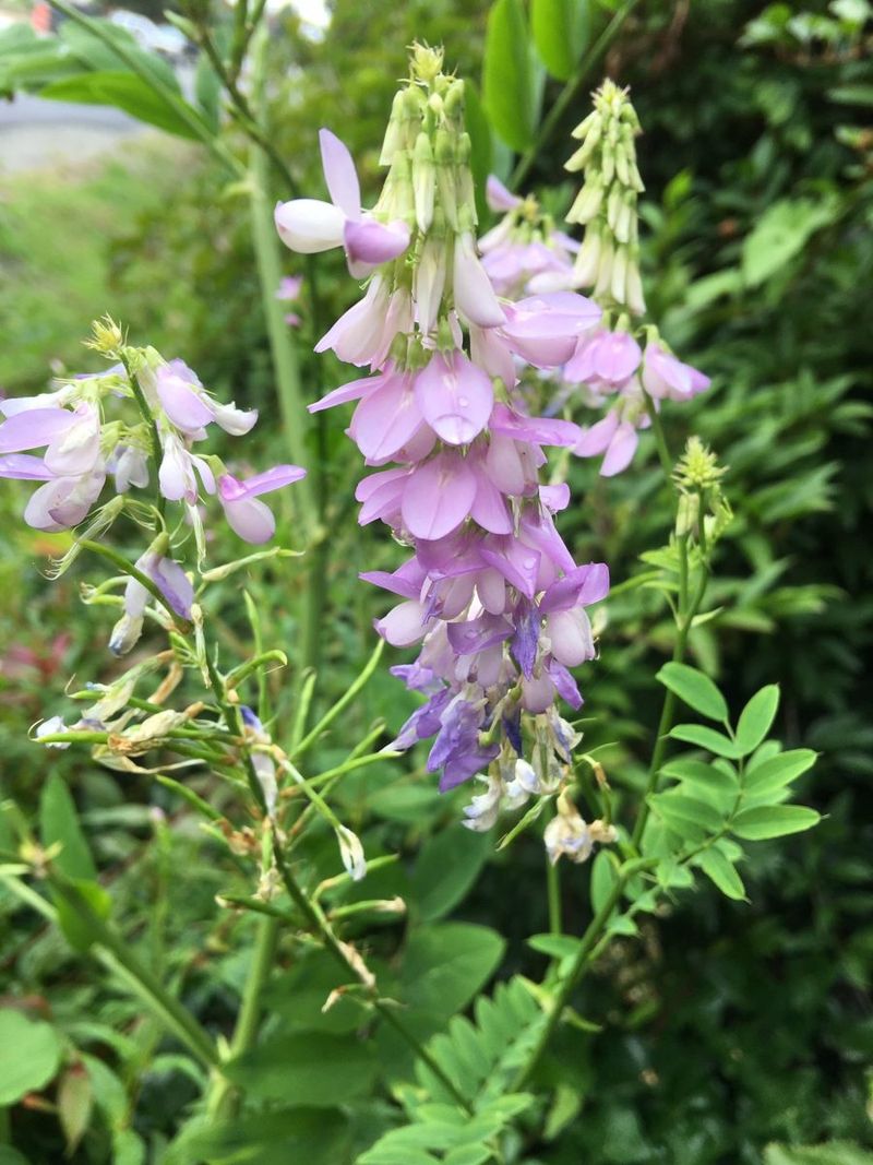Goatsrue Cannot Be Planted Goatsrue Cannot Be Planted