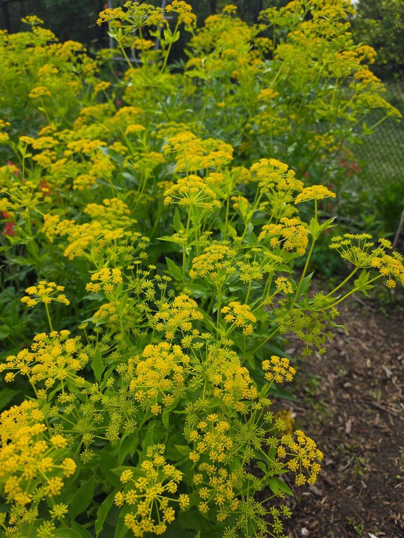 Golden Alexanders Brighten Moist Garden Borders Golden Alexanders Brighten Moist Garden Borders
