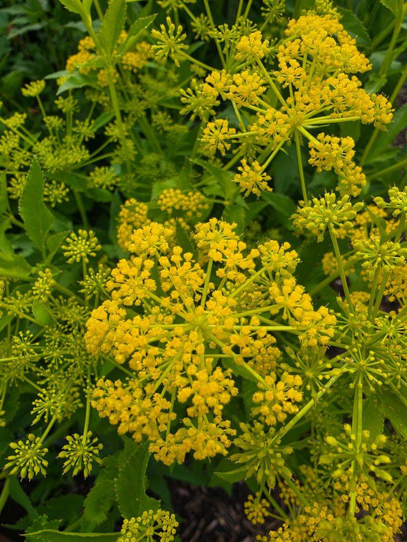Golden Alexanders Bring Early Color Golden Alexanders Bring Early Color