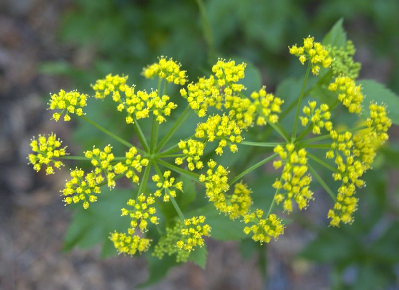 Golden Alexanders Fill Gaps With Spring Seedlings