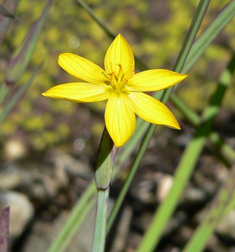 Golden-Eyed Grass Brings Color To Wet Edges