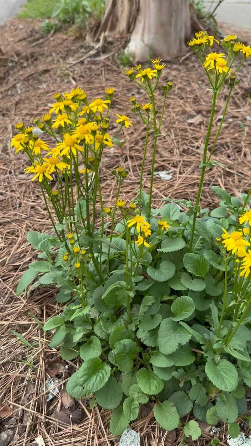 Golden Groundsel Spreads Into Dense Colonies