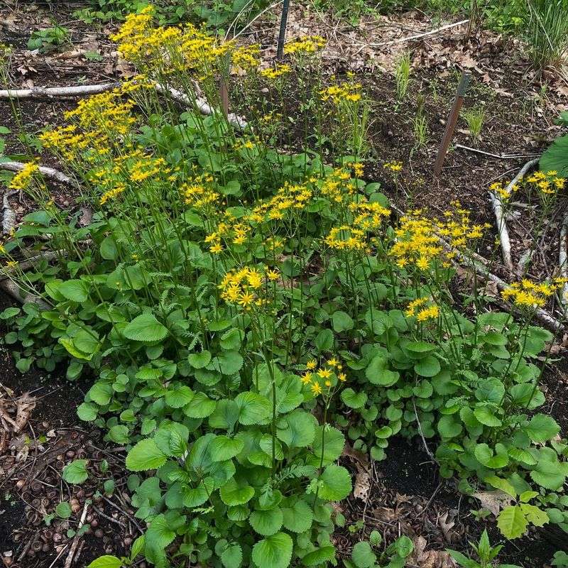 Golden Groundsel