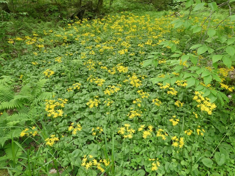 Golden Ragwort Blooms Bright And Spreads Fast