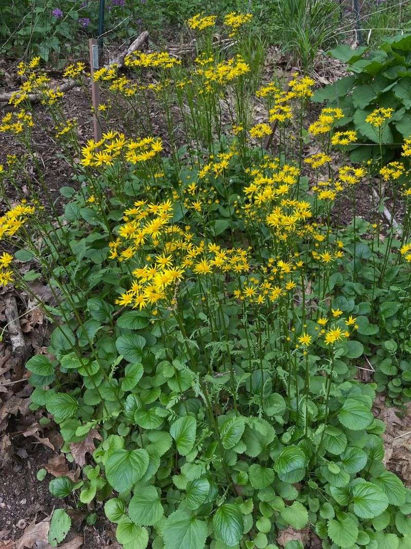 Golden Ragwort Builds A Leafy Shade Carpet Golden Ragwort Builds A Leafy Shade Carpet