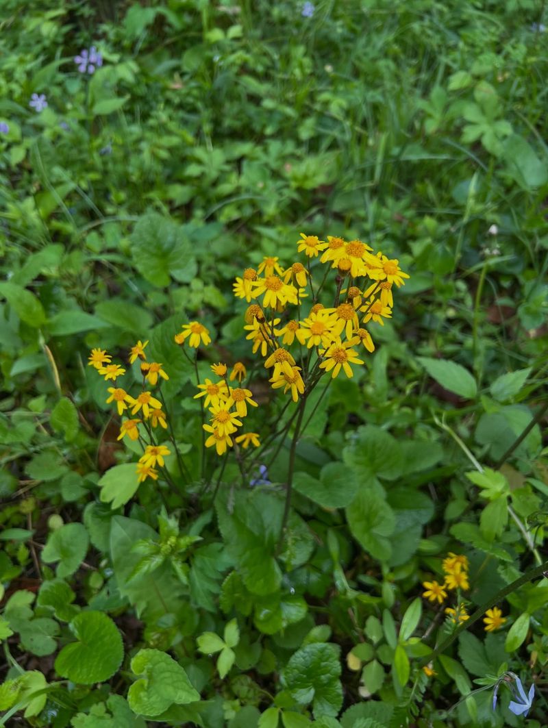 Golden Ragwort Covers Bare Soil With Ease Golden Ragwort Covers Bare Soil With Ease
