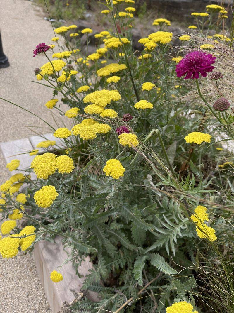 Golden Yarrow Adds Color Without Creating A Tall Fuel Layer Golden Yarrow Adds Color Without Creating A Tall Fuel Layer