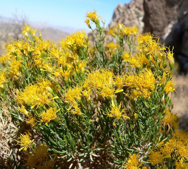 Golden Yellow Flowers Cover Its Dense Green Foliage Golden Yellow Flowers Cover Its Dense Green Foliage