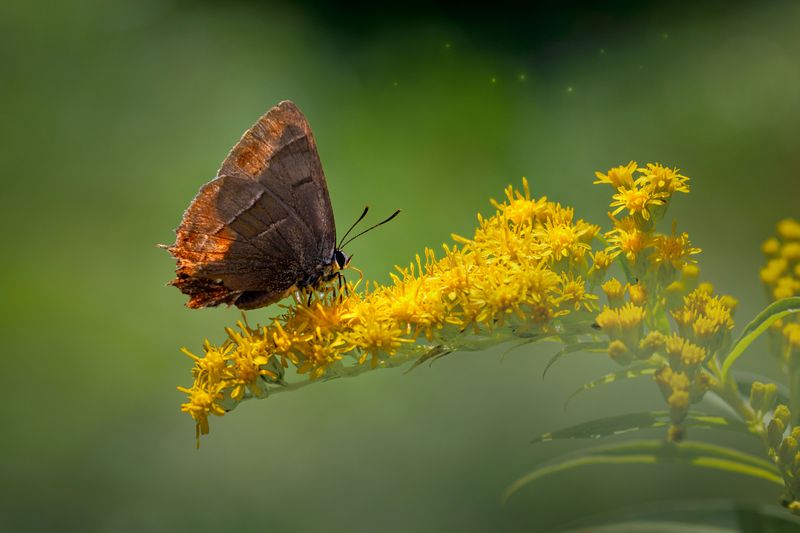 Goldenrod Goldenrod