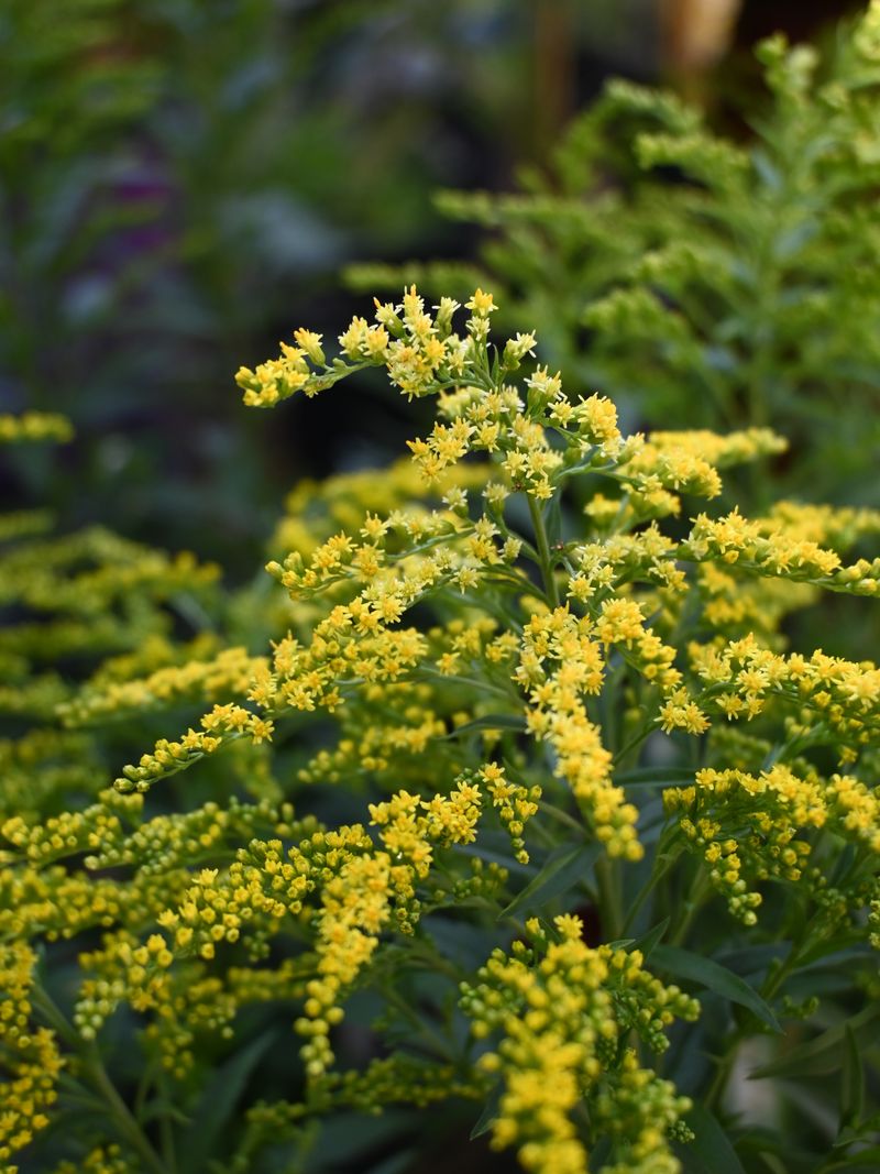 Goldenrod Goldenrod