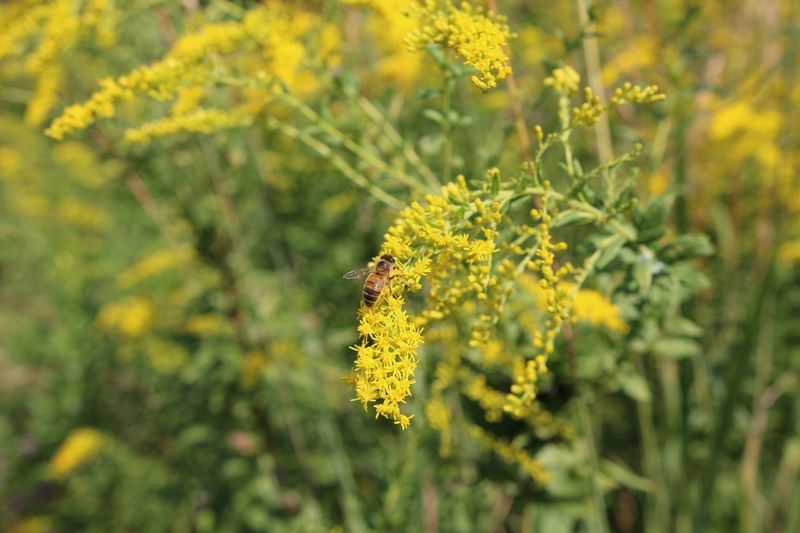 Goldenrod Goldenrod