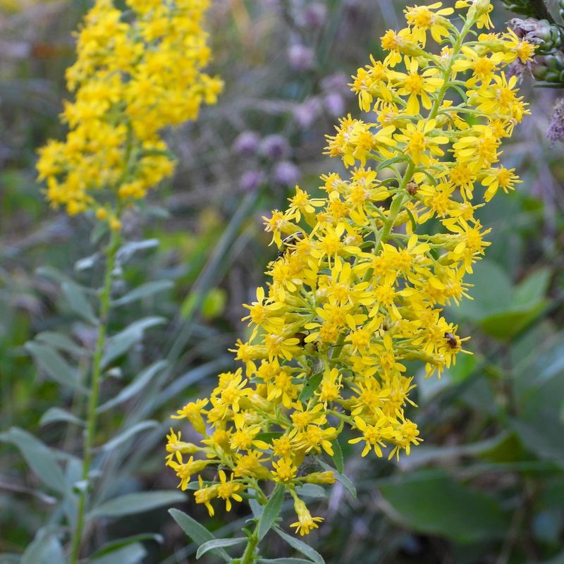 Goldenrod Goldenrod