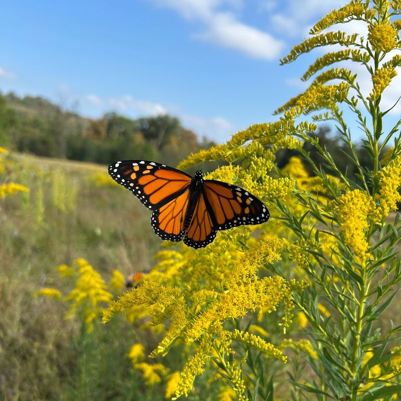 Goldenrod
