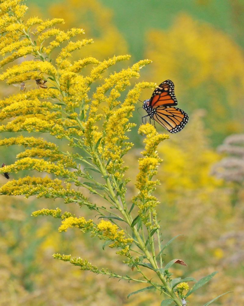 Goldenrod Goldenrod