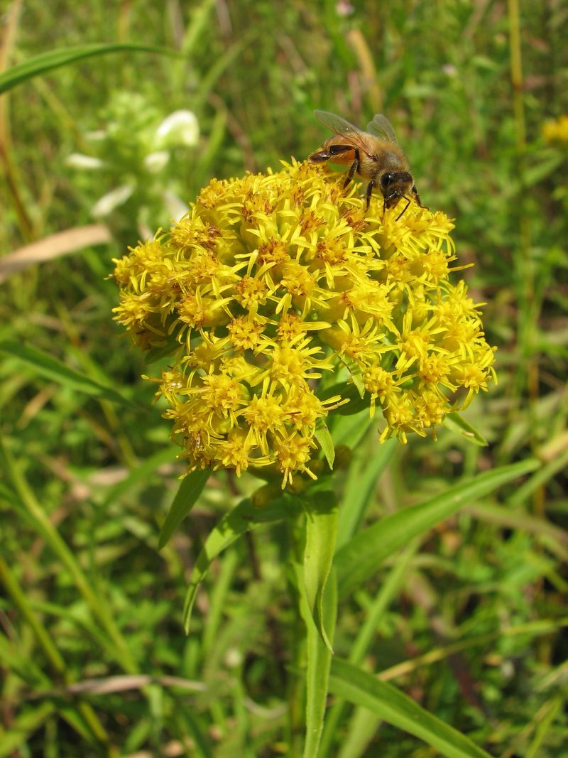 Goldenrod