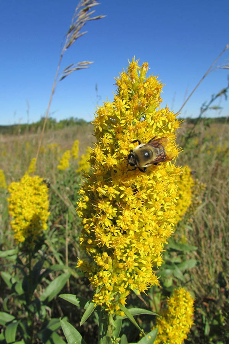 Goldenrod Goldenrod