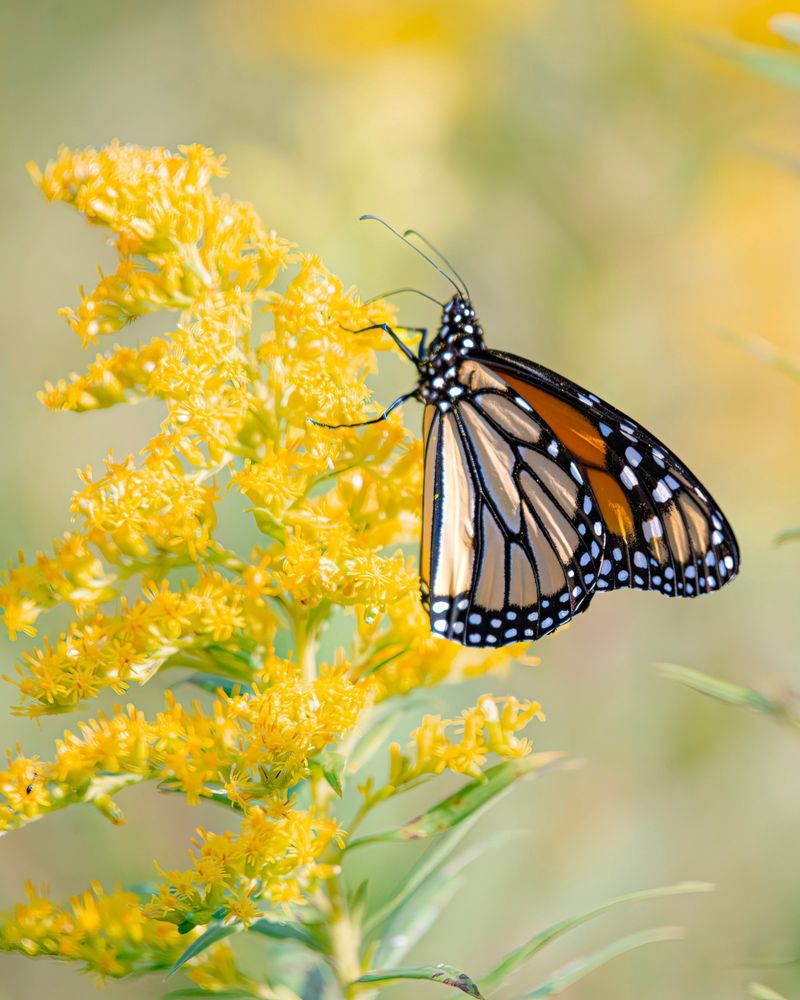 Goldenrod