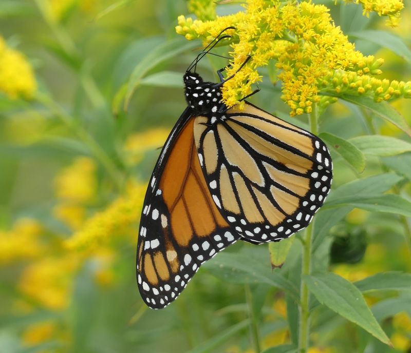 Goldenrod And Asters Arrive At Just The Right Time Goldenrod And Asters Arrive At Just The Right Time