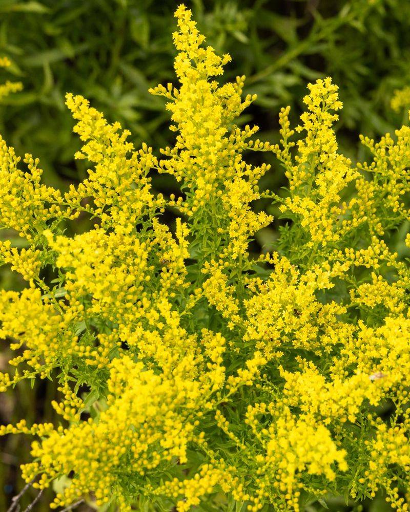 Goldenrod Brightens Beds While Supporting Late Season Pollinators
