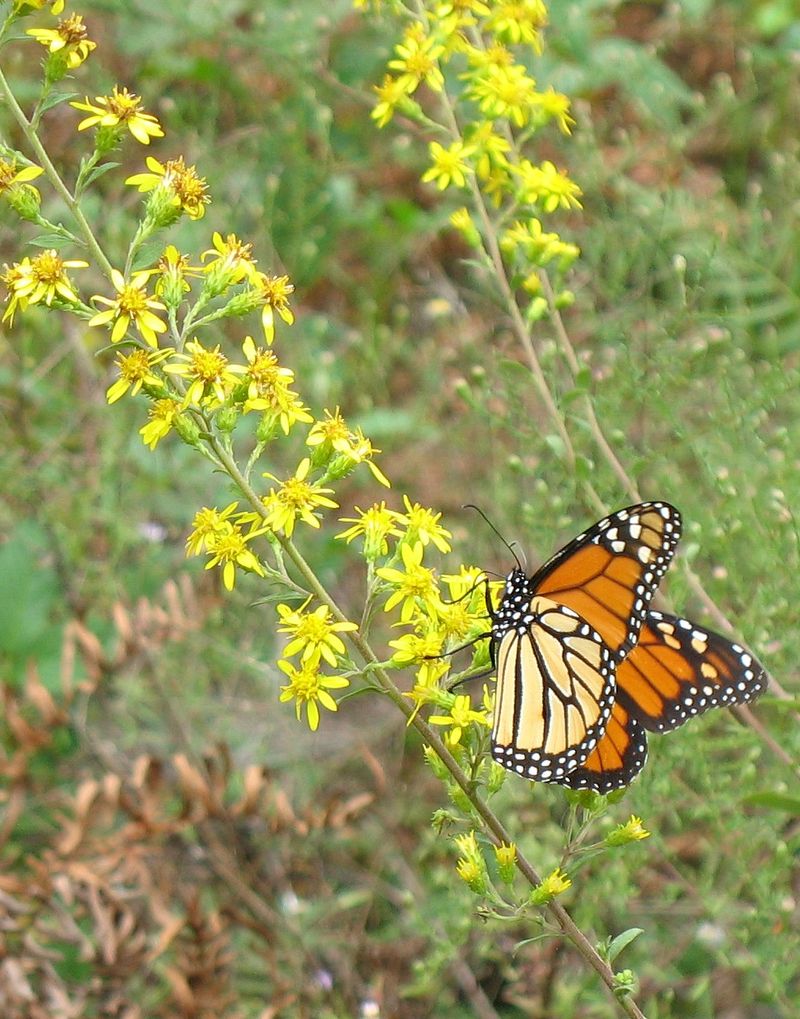 Goldenrod Carries Nectar Into Fall
