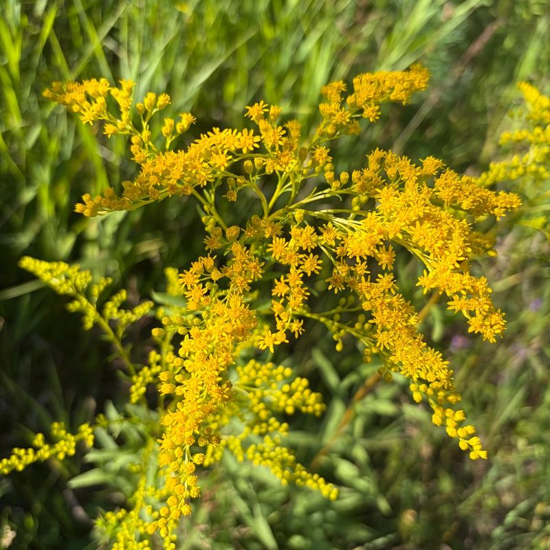 Goldenrod Feeds Bees When Many Flowers Are Fading