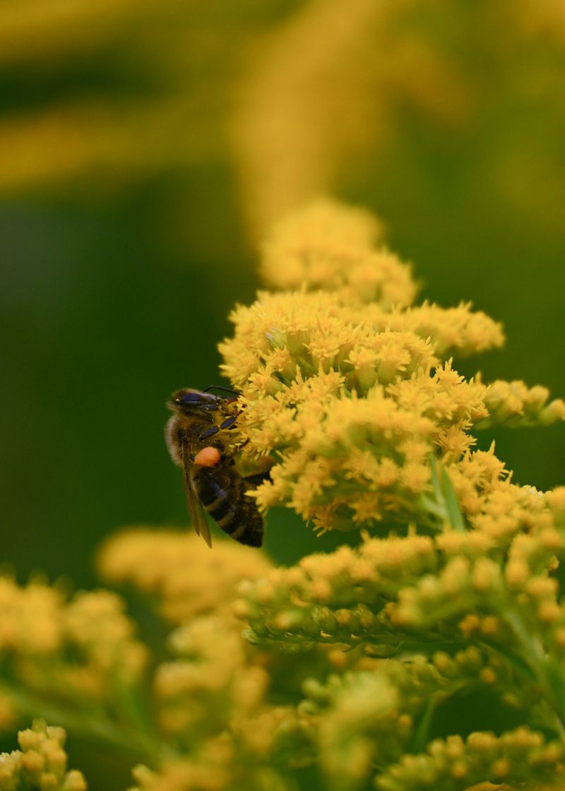 Goldenrod Feeds Pollinators Through Early Fall