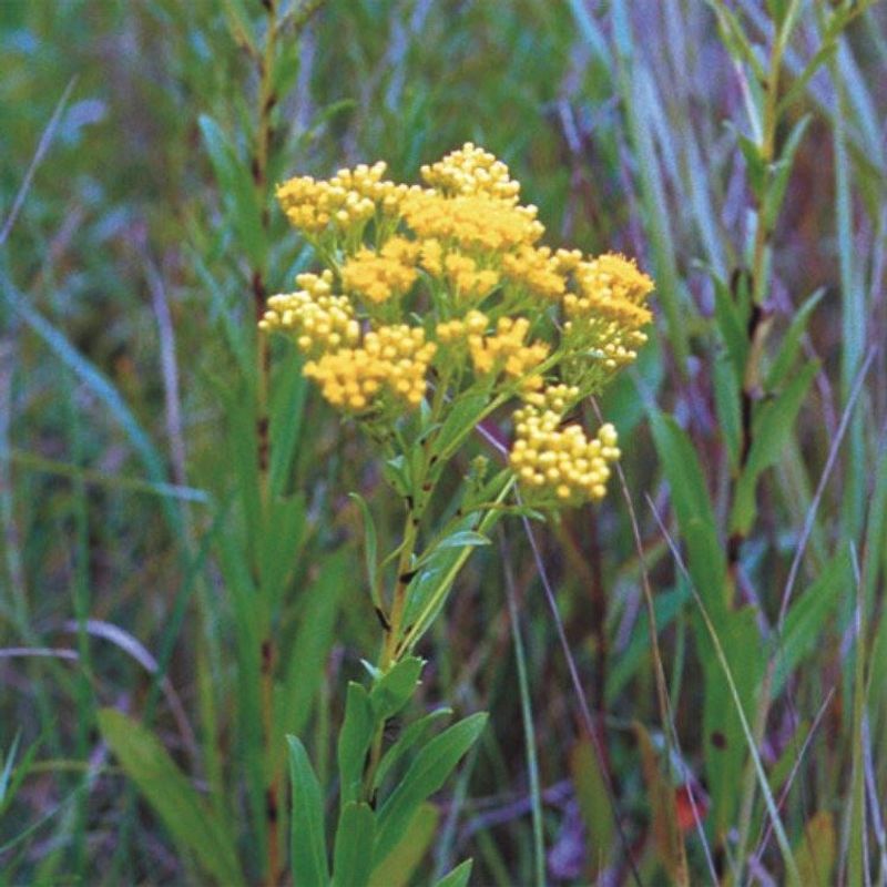 Goldenrod Keeps A Late Season Seed Supply Standing