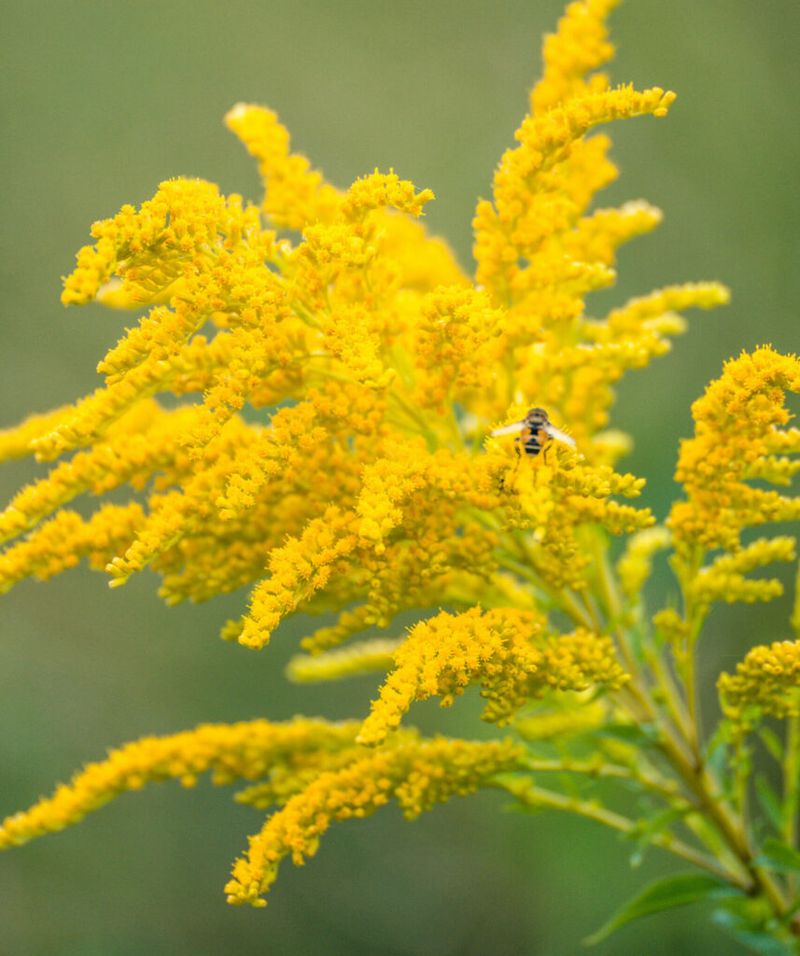 Goldenrod Keeps Working After Summer