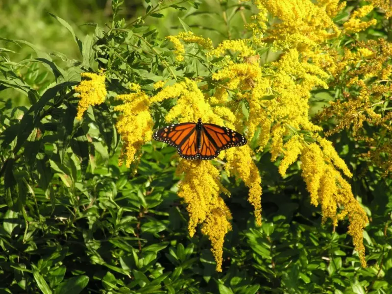 Goldenrod Lights Up Late Summer And Gets Blamed Unfairly