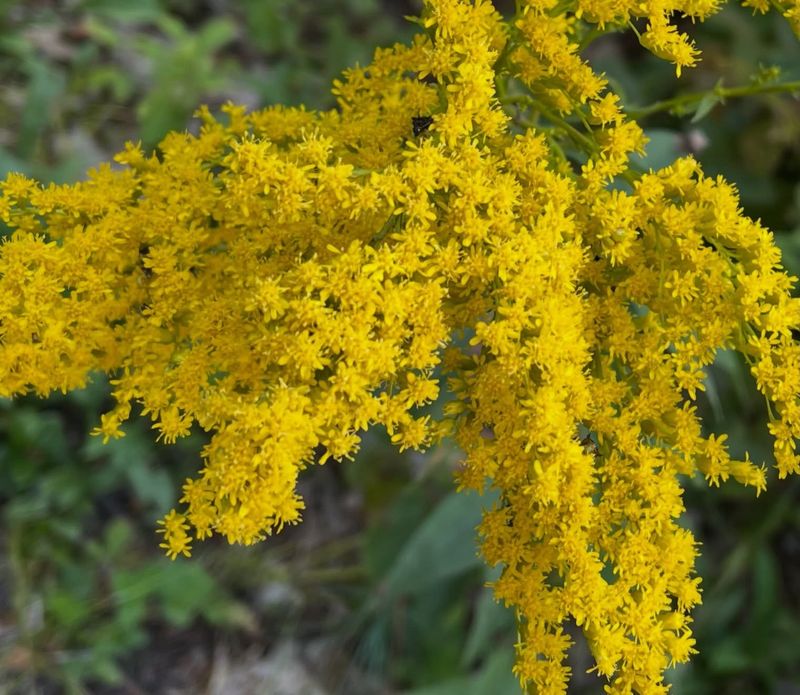 Goldenrod Pollen Mostly Stays Put
