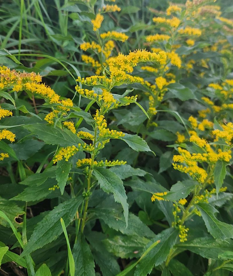 Goldenrod Seed Needs Cooler Temperatures First