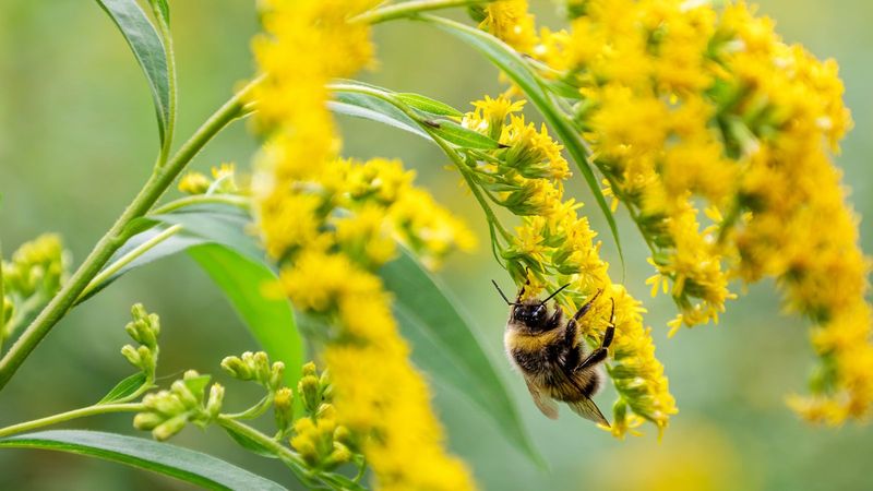 Goldenrod Turns Fall Yellow Into A Pollinator Magnet