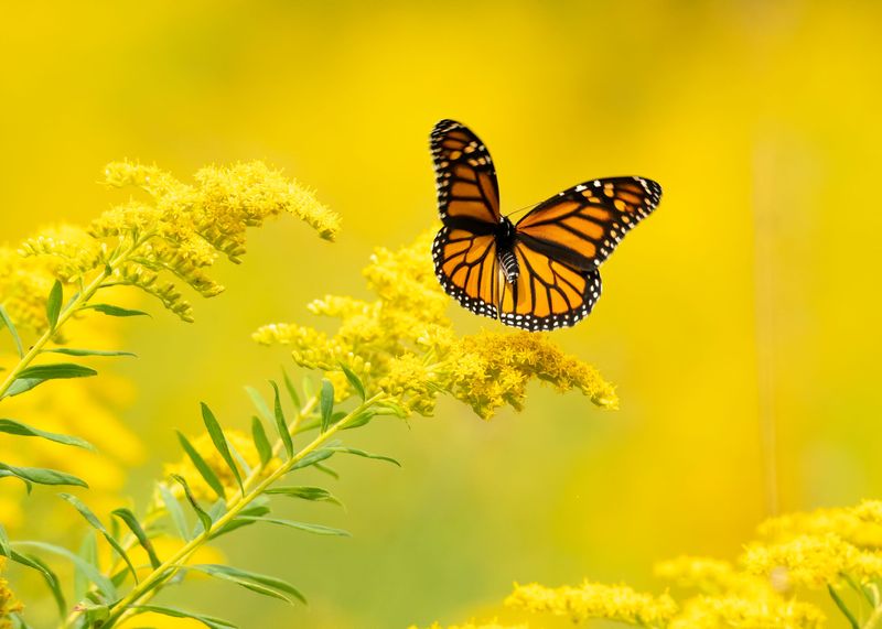 Goldenrod