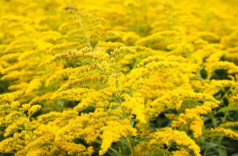 Goldenrod's Golden Show Signals Summer Is Starting To Fade