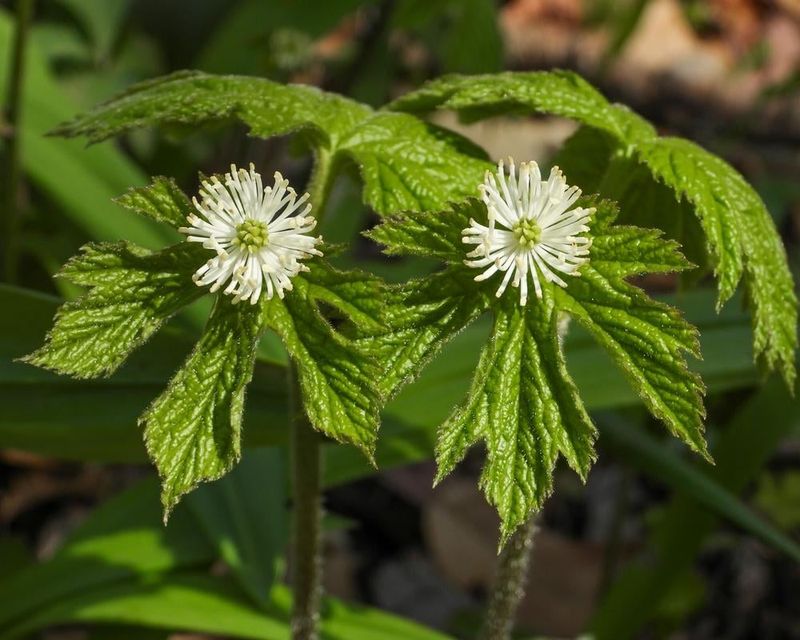 Goldenseal Populations Are Already Under Pressure Goldenseal Populations Are Already Under Pressure