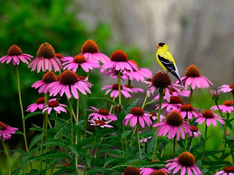 Goldfinches Know Exactly When The Seeds Are Ready