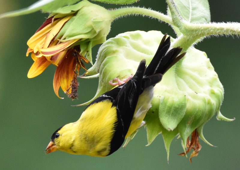 Goldfinches Love Picking Seeds Straight From The Stems