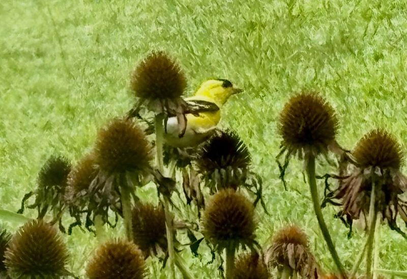Goldfinches Rely On Ohio Coneflower Seed Through Fall