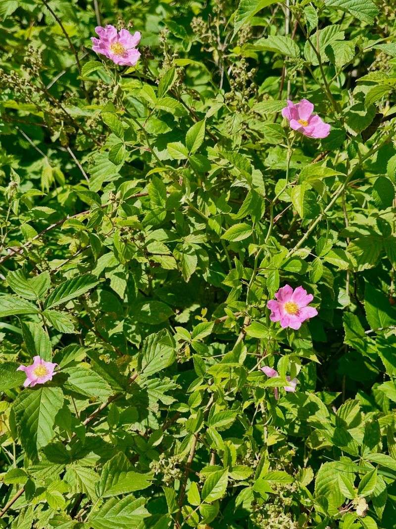 Good Airflow Helps Limit Disease Problems