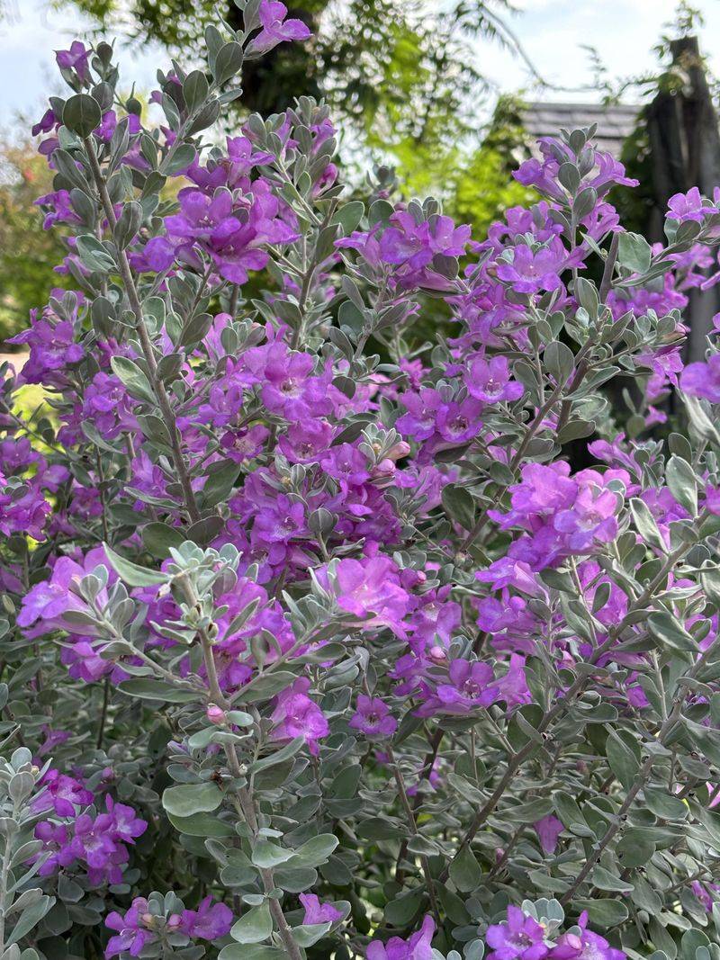 Good Drainage Helps This Shrub Perform At Its Best Good Drainage Helps This Shrub Perform At Its Best