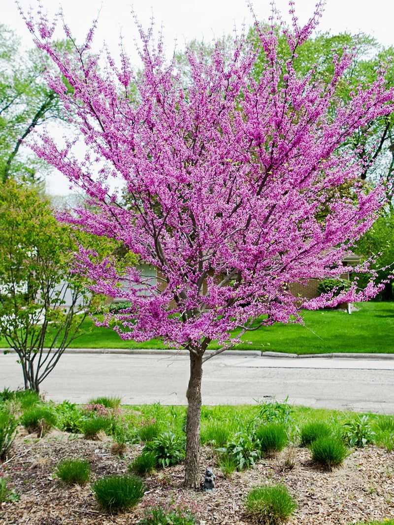 Good Early Care Helps Your New Tree Settle In