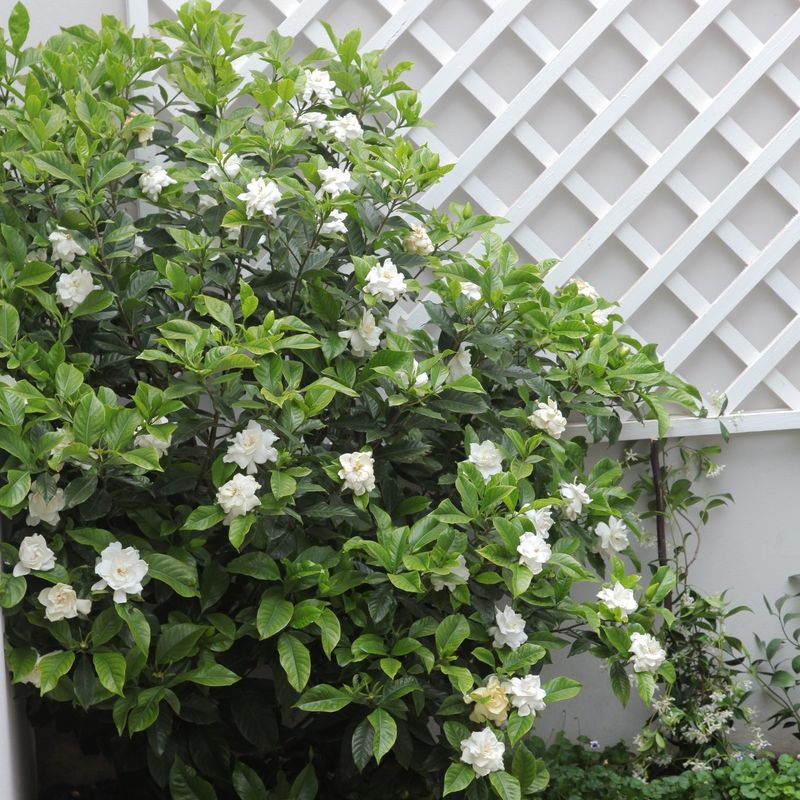 Good Timing Helps Gardenias Bloom Well Next Season Good Timing Helps Gardenias Bloom Well Next Season